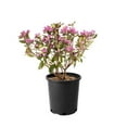 thumbnail image 1 of Rhododendron PJM Elite Star 2 Gal, 1 of 4