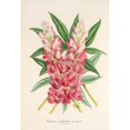thumbnail image 3 of Charles Antoine Lemaire 11x14 Black Modern Framed Museum Art Print Titled - Lupine Remarkable (Hybrid) (1854-1896), 3 of 5