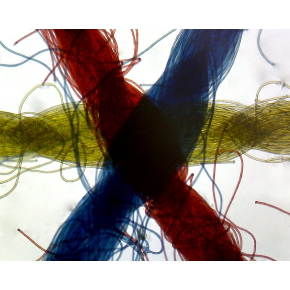 Crossed Colored Threads (Yellow, then Blue, then Red); Whole-mount by Go Science Crazy
