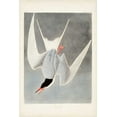 thumbnail image 2 of Audubon, John James 17x24 White Modern Wood Framed Museum Art Print Titled - Pl 309 Great Tern, 2 of 4