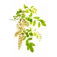 thumbnail image 3 of Robertson, Leda 11x14 Black Modern Framed Museum Art Print Titled - Honey Locusts I, 3 of 5