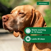 Advantage II Vet-Recommended Flea Prevention for Large Dogs 21-55 lbs, 6-Monthly Treatments