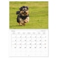 thumbnail image 6 of Havanese - whirlwinds from Cuba (Monthly Wall Calendar 2026 16.5 x 23.4 (open)), CALVENDO 14 Month Calendar, 6 of 9