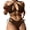 Coffee, variant on 2Pcs/Set Women Summer Bikini Set Solid Color Hollow Out Halter Bra High Waist Lace-up Swimming Briefs Set Quick Drying Bathing Suit