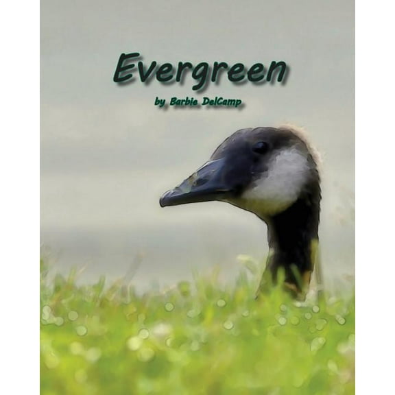 Evergreen, (Paperback)
