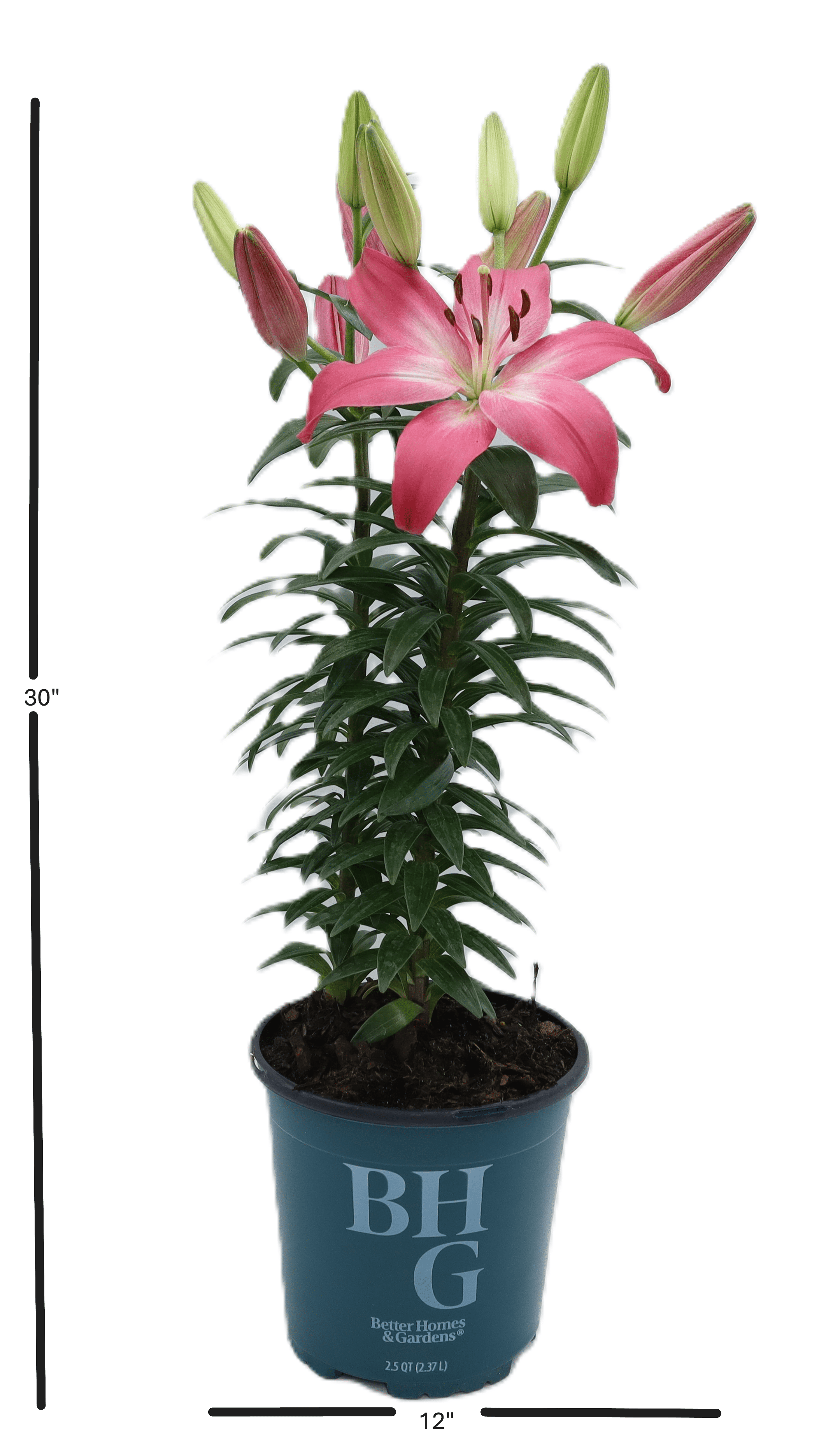 Better Homes and Gardens Asiatic Lily Tiny Diamond Pink 2.5QT