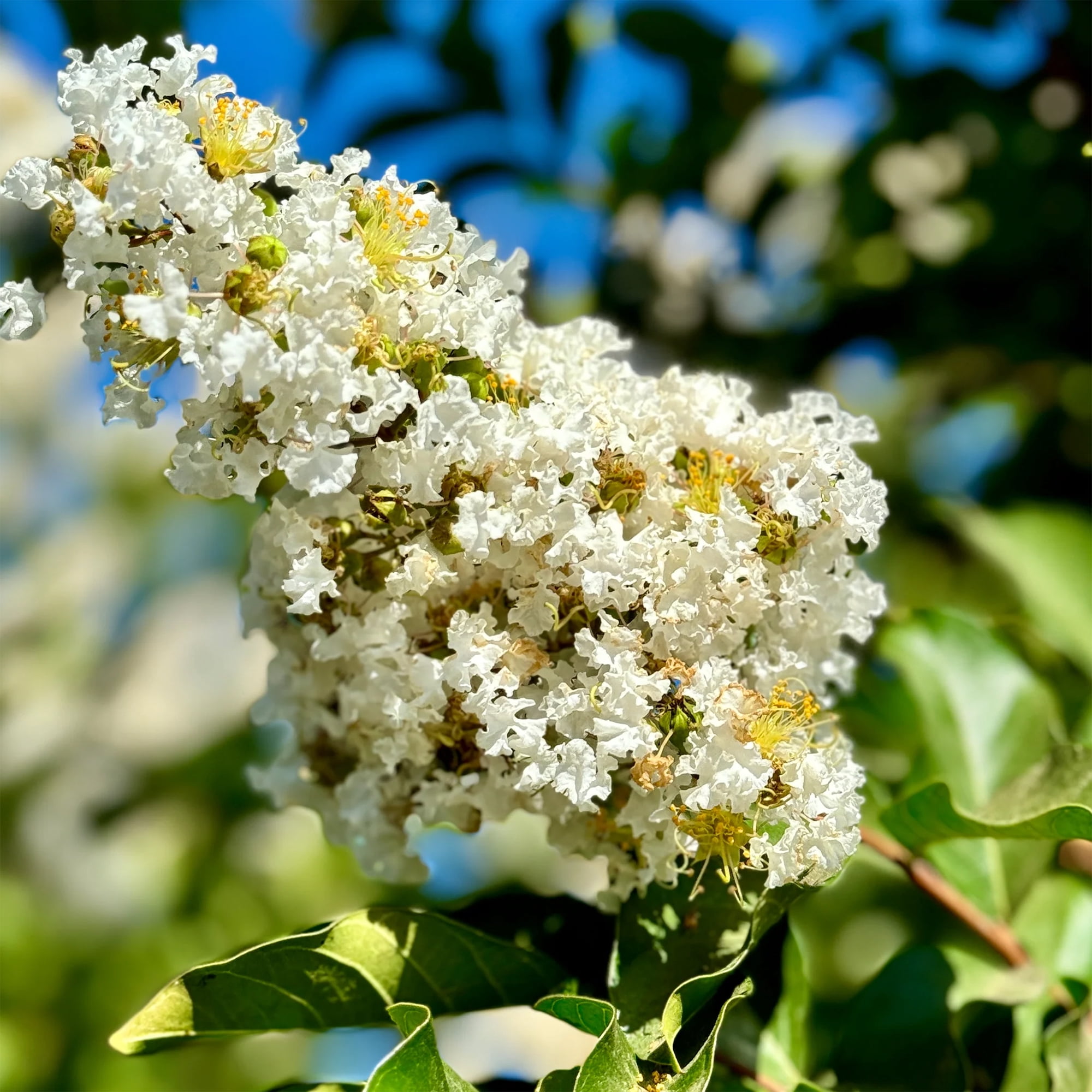 Expert Gardener Natchez Crape Myrtle Live Tree in 2.25-Gallon Grower Pot