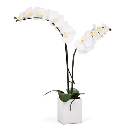 Torre & Tagus Orchid Potted Double Stem 23