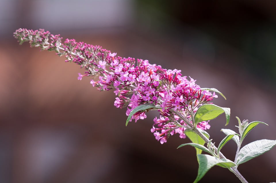 Butterfly Bush Summer Lilac Buddleja Davidii Lilac12 Inch BY 18 Inch