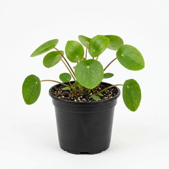 NYGardenia Live Pilea Peperomioides, 4" Nursery Pot, Easy Care Chinese Money Plant Indoor Houseplant