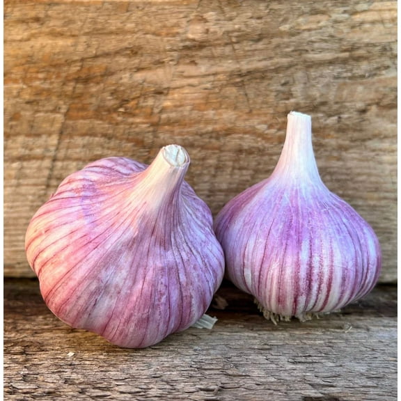 5 Bulbs Chesnok Red Garlic for Planting, Hardy Garlic Bulbs for Planting Home Vegetable Garden