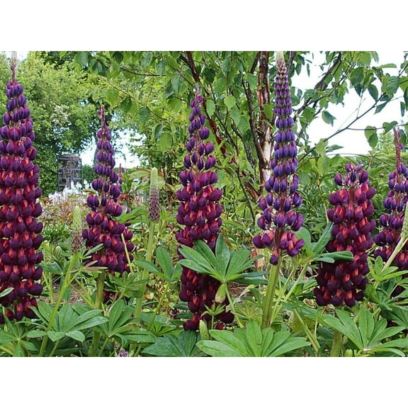 30 Seeds Masterpiece Lupine Seeds Lupinus Open-Pollinated Heirloom Flower Mix for Planting