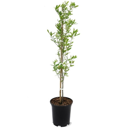 Expert Gardener 1-2 ft. tall Southern Live Oak Live Tree in 1-Gallon Grower Pot
