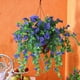 thumbnail image 1 of Summer Simulated Morning Glories Artificial Morning Glories Indoor and Outdoor Decorations, 1 of 3