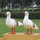 thumbnail image 5 of 4x Adornos De Pájaros De Simulación De Gaviota Artificial Decoración para hogar De Pájaro Falso Con Plumas shamjiam Pájaro de simulación realista, 5 of 8