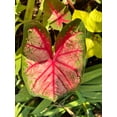 thumbnail image 6 of Blue Buddha Farm: Apple Blossom Caladium (2 Bulbs) - Easy to Grow Indoor or Outdoor Perennial Plant, 6 of 9