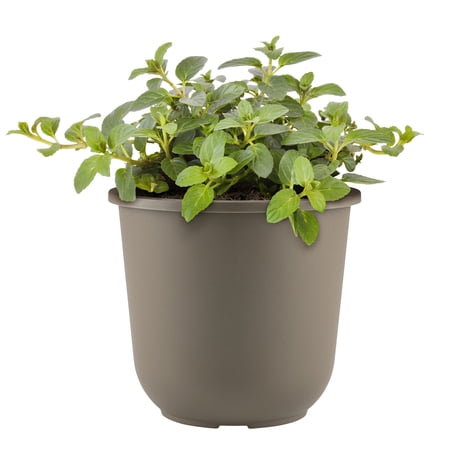 Whitney Farms Peppermint Fiesta, Live Plant, .94 gal.
