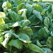 Burpee Organic Bloomsdale Long Standing Spinach Vegetable Seed, 1-Pack