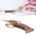 thumbnail image 4 of Modèle de Crevette de Simulation, Modèle d'Animal Marin en Plastique Solide Artisanat d'Art Forme de Crevette pour Modèle de Science et d'Éducation, 4 of 8