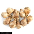 thumbnail image 3 of Summer Cheer Daffodil Dormant Spring Flowering Bulbs 5 Pack, 3 of 3
