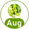 8 - August - Peridot