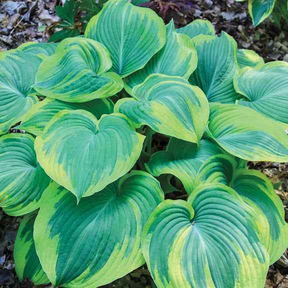 3 Gal. Pot, Earth Angel Hosta Deciduous Perennial Plant - 1 plant per offer