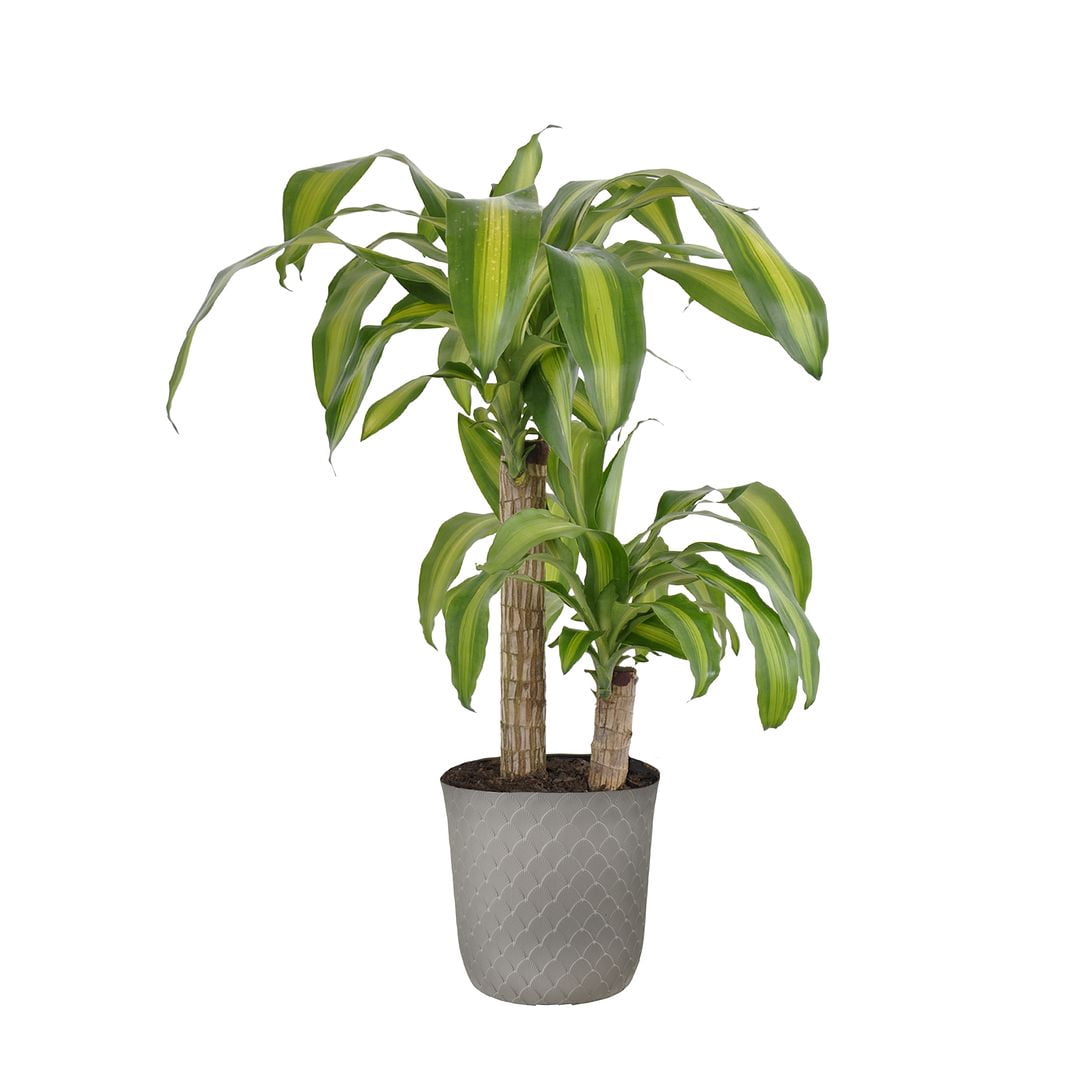 United Nursery Live Mass Cane Houseplant 24-28in Tall in 10 inch Gray Bayside Decor Pot