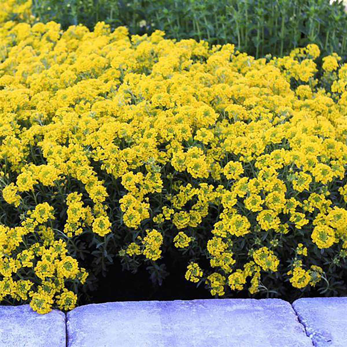Golden Springs Alyssum wulfenianum Hardy Perennial Quart Pot