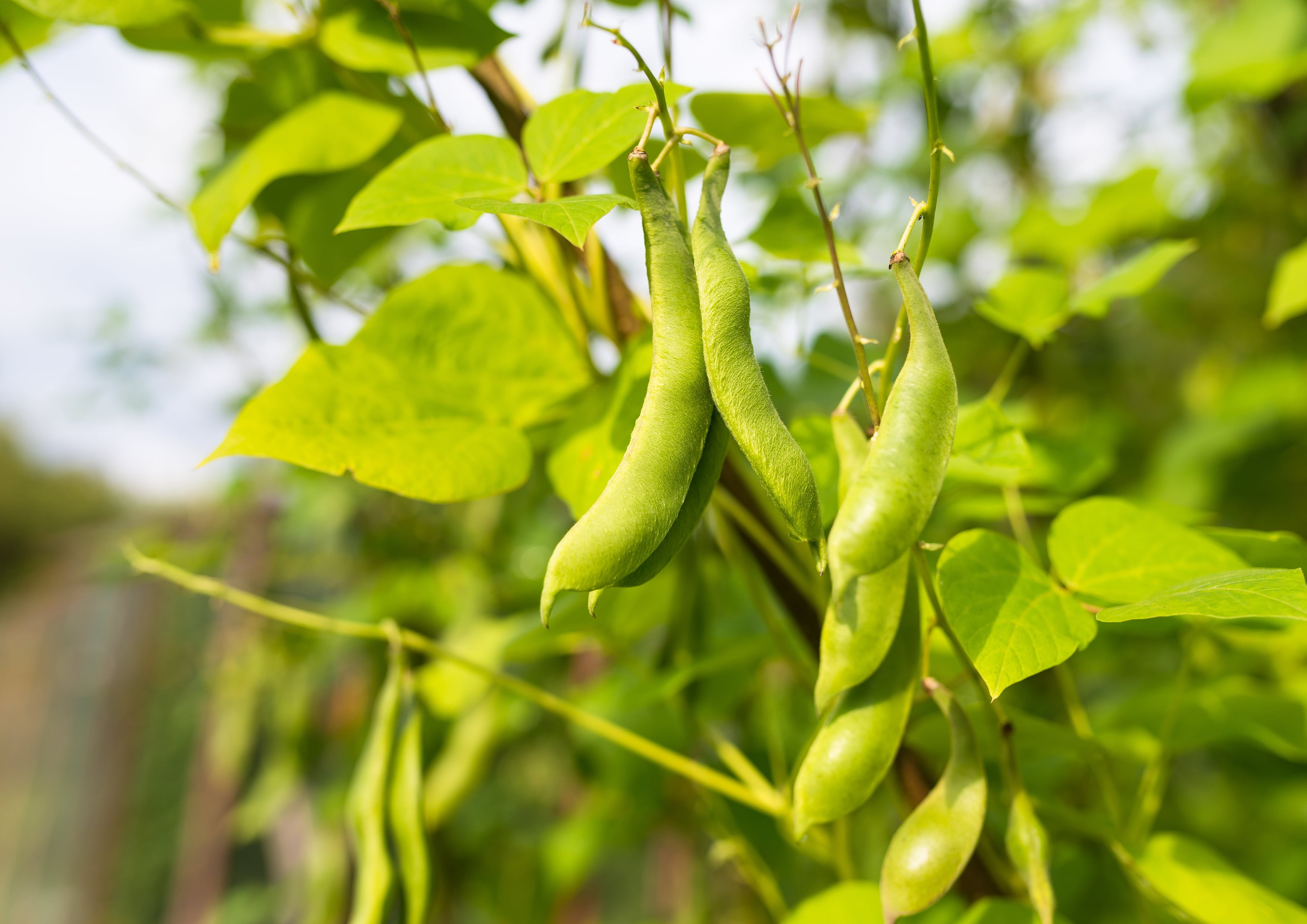 Light Red Kidney Beans (USA)- 5.5 lbs.-Stand-up, Resealable, Tamper Ev –  Bountiful Living Foods