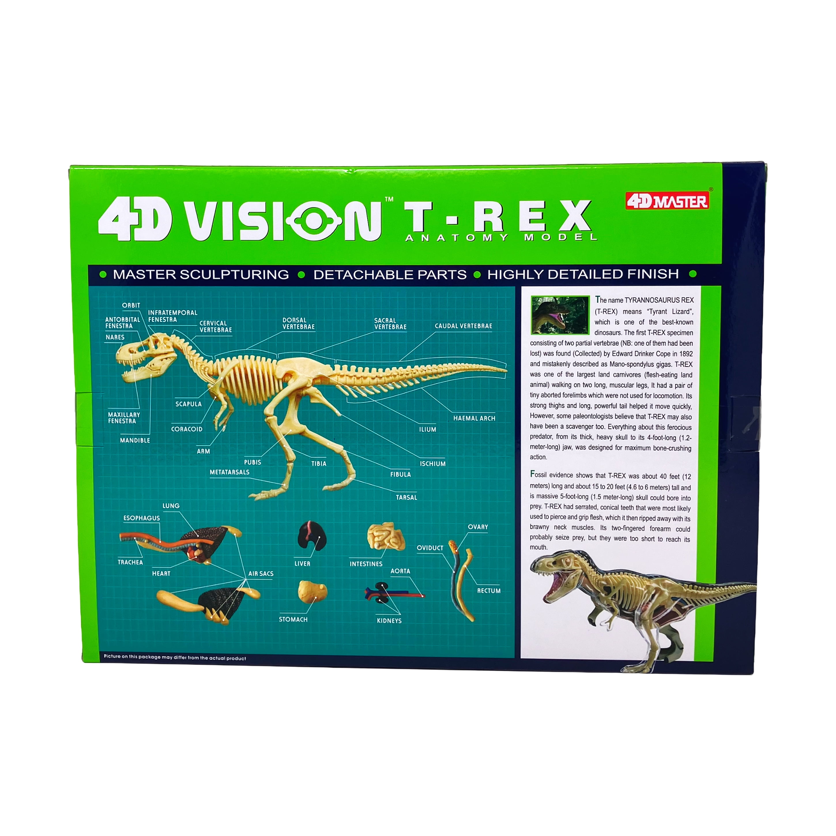 4D Master 4D Vision T-Rex Anatomy Model