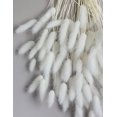 thumbnail image 4 of 120 Sticks Dried Bunny Tail, White Bunny Tail, Natural Bulk Dried Flowers for Diy Bohemian Wedding Rustic Party Decorations, Home Vase Decorations, Wreaths, Birthday Cake Decorations.(White), 4 of 11