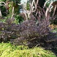 thumbnail image 4 of Actea 'Black Negligee' -Live Starter Plant, 4 of 6