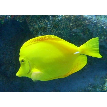 LAMINATED POSTER Reef Yellow Tang Saltwater Popular Aquarium Fish Poster Print 11 x