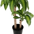 thumbnail image 4 of American Plant Exchange Dracaena Massangeana 'Corn Plant' in 10" Pot, Mass Cane Stump, Easy Care Houseplant, Air Purifying, 4 of 7