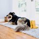 thumbnail image 4 of Felpudo DogBuddy para perro, superabsorbente, impermeable, 60 x 76 cm, 4 of 9