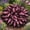 E, variant on `Hosta Flower Bulbs, Easy‑Grow Low Maintenance Perennial, Suitable for Garden Beds, Borders, Pots and Planters`