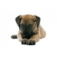thumbnail image 2 of Puppy Great Dane Lying Wall Decal by Wallmonkeys Peel and Stick Graphic (36 in W x 24 in H) WM173871, 2 of 4