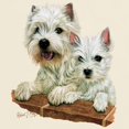 thumbnail image 3 of CafePress - West Highland White Terrier Light T Shirt - Light T-Shirt - CP, 3 of 4