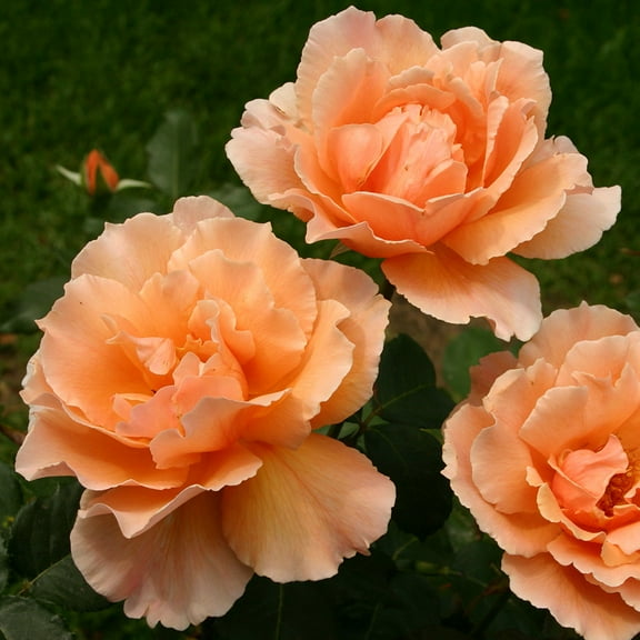 Heirloom Roses Rose Bush - Just Joey® Hybrid Tea , Live Rose Plant