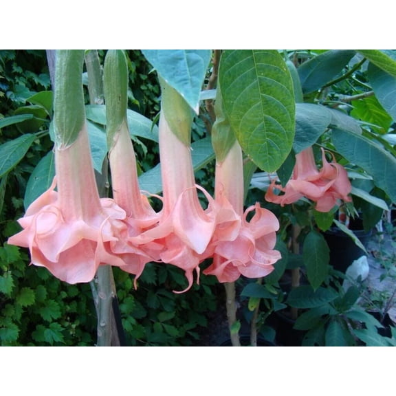Salmon Angel Trumpet Seeds (10 Pack) – Brugmansia Flower Seeds for Planting Outdoors, Fragrant Tropical Salmon Blooms for Pots, Patios, Balcony & Cottage Gardens