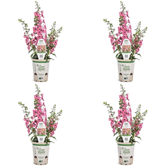 Proven Winners 4" Angelface Perfectly Pink Summer Snapdragon Live Plant in 4.25" Pot (4 Count)