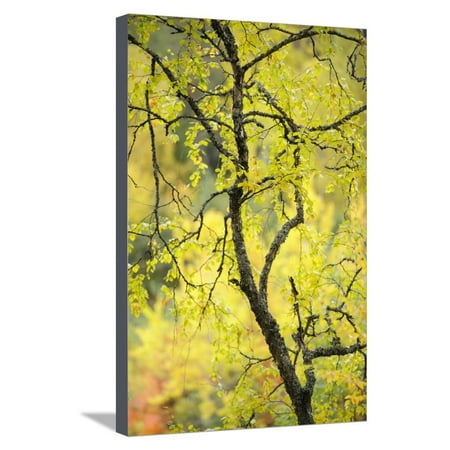 Betula Nigra River Birch Birch Tree (Betula) by the Oulanka River, Finland, September 2008 Stretched Canvas Print Wall Art By Widstrand ()
