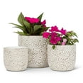thumbnail image 5 of Jardinière à Motif de Marguerites Blanches, 5 of 5