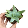 thumbnail image 3 of Aloe Brevifolia, Short-leaved Aloe, Best Succulent for Beginner 2 inch size, 3 of 7