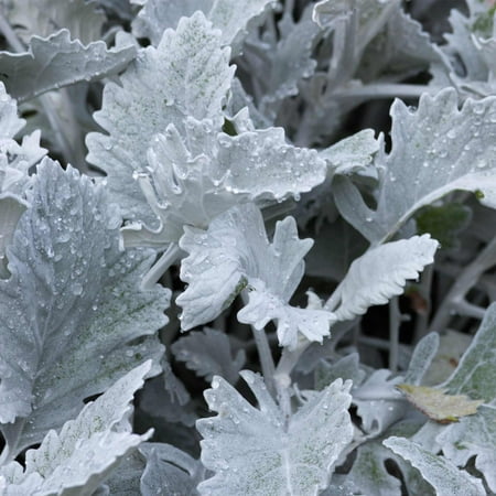  New  Look  Dusty Miller House  Plant  Seeds 1000 Seeds 