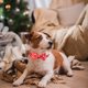thumbnail image 5 of Collar de perro navideño con pajarita, collares para perros pequeños, medianos y grandes, 5 of 5
