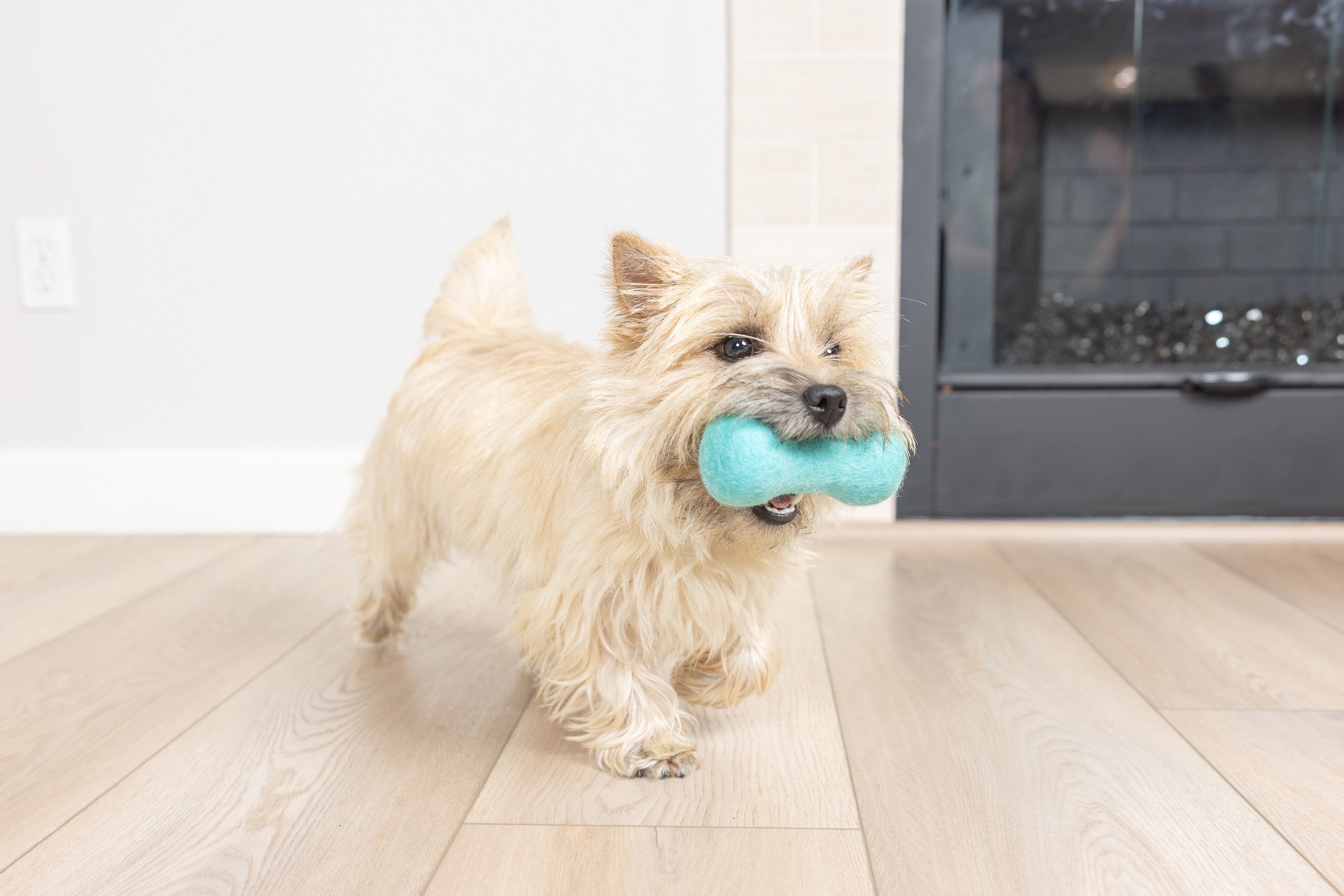 Chuckit! Wool‑ee Plastic‑Free Dog Bone Toy, Small, Blue – All‑Natural Wool Indoor Toy for Dogs Up to 20 lb, Pack of 1
