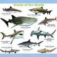 thumbnail image 3 of CafePress - Sharks Of The World Light T Shirt - Light T-Shirt - CP, 3 of 4