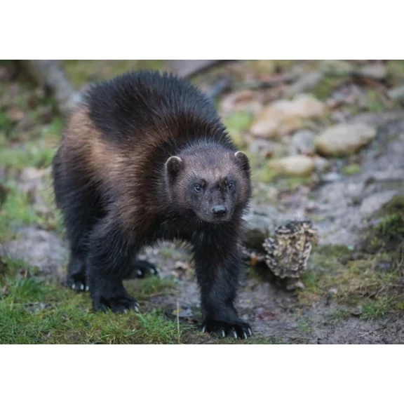 Kna Prints - 1 Pcs Poster Gloton Animal Wolverine Poster Art Print - Cool Gift #16843, UNFRAMED-8x12