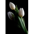 thumbnail image 2 of C. Thomas McNemar 13x18 White Modern Wood Framed Wall Art Titled - Tulips IV, 2 of 5